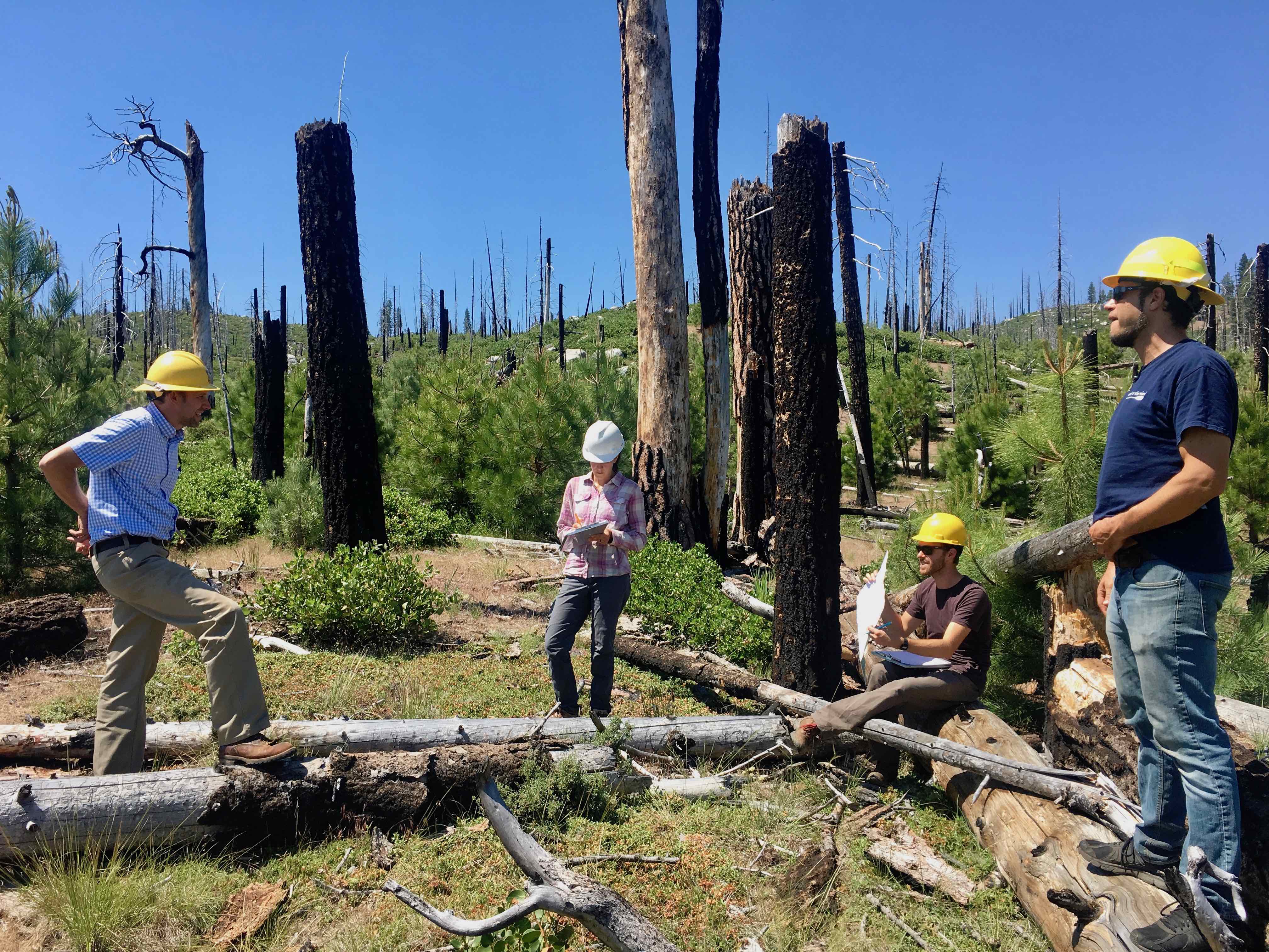 Discussing postfire tree regen with forest service
