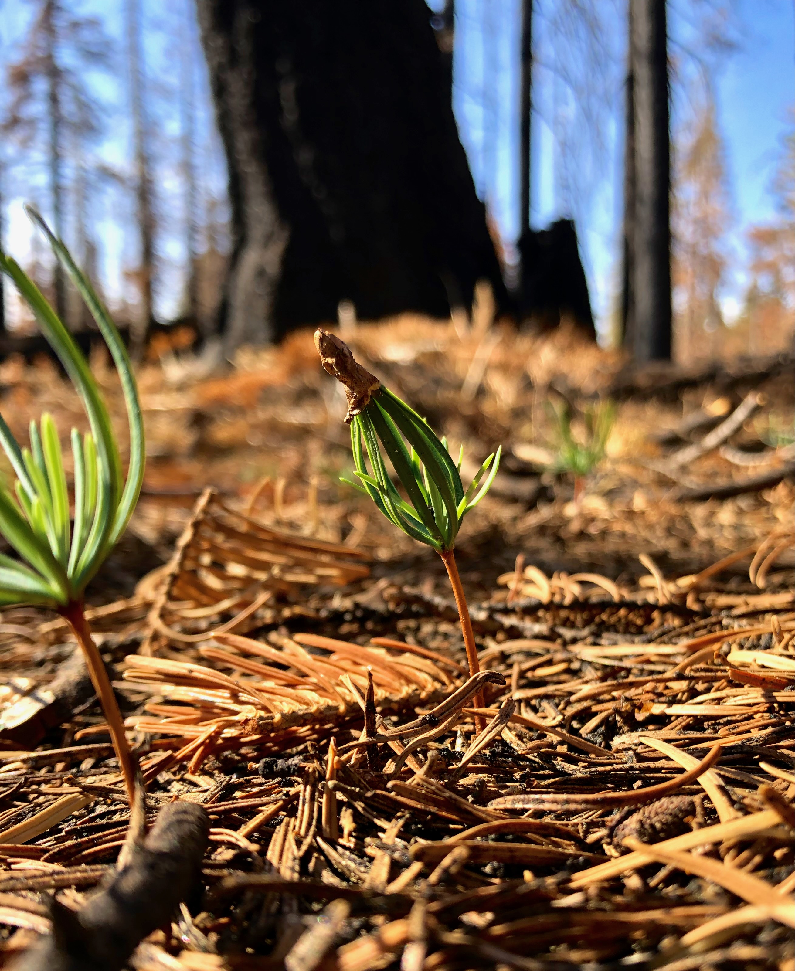 pine seedling germinating 